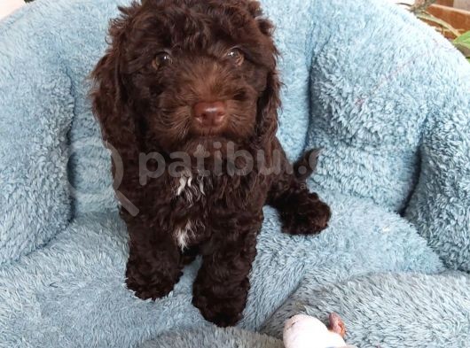 Choklate Poodle Toy Yavrular görsel