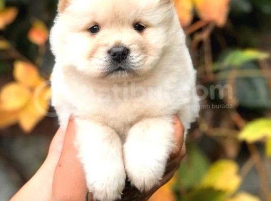 Baby Face Chow Chow Bebeğimiz görsel