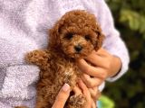 Red Brown Toy Poodle Bebeklerimiz