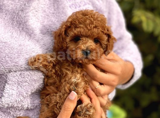 Red Brown Toy Poodle Bebeklerimiz görsel