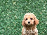 Apricot Toy Poodle Bebekler