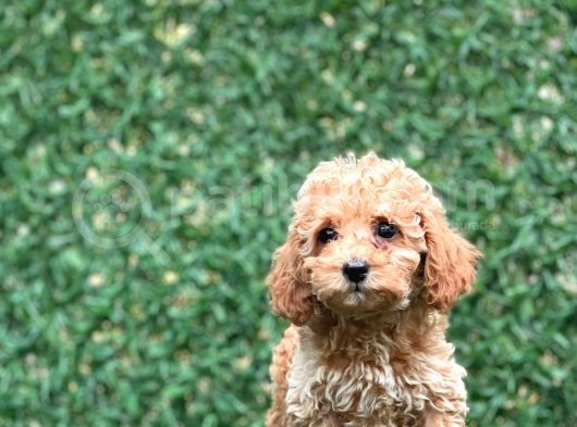 Apricot Toy Poodle Bebekler görsel