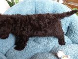 Choklate Poodle Toy Yavrular
