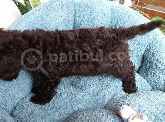 Choklate Poodle Toy Yavrular görsel