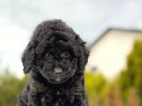 Siyah Mini Toy Bebeklerimiz