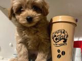 Sahibinden Maltipoo Yavrular
