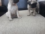 45 Günlük Dişi Pug