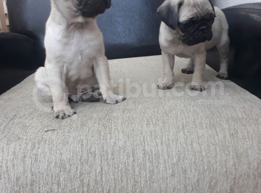 45 Günlük Dişi Pug görsel