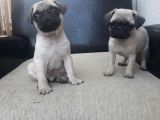 45 Günlük Dişi Pug