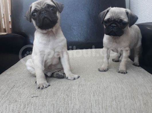 45 Günlük Dişi Pug