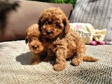 Poodle Toy Yavrularım