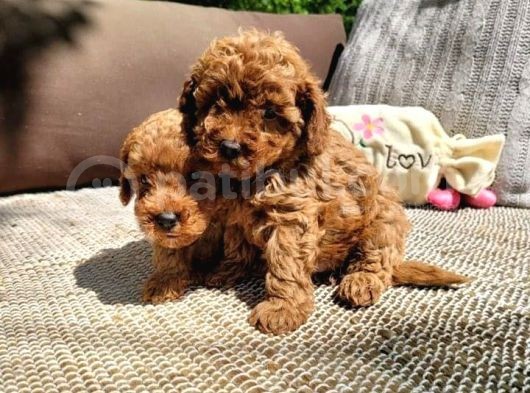 Poodle Toy Yavrularım