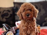 Bebek Surat Toy Poodle Yavrular