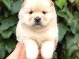 Baby Face Chow Chow Bebeğimiz