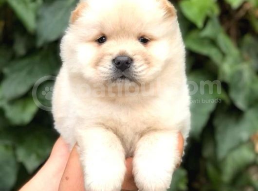 Baby Face Chow Chow Bebeğimiz görsel