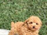 Safkan Toy Poodle Bebekler