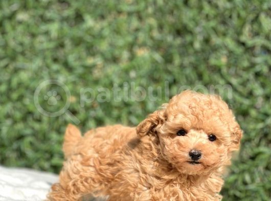 Safkan Toy Poodle Bebekler görsel