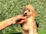 Apricot Sevimli Toy Poodle Bebeklerimiz