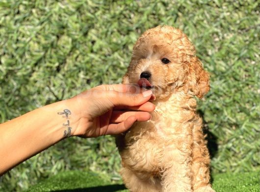Apricot Sevimli Toy Poodle Bebeklerimiz