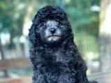 Si̇lver Toy Poodle Bebekler