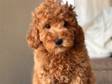 Red Toy Poodle Bebekler