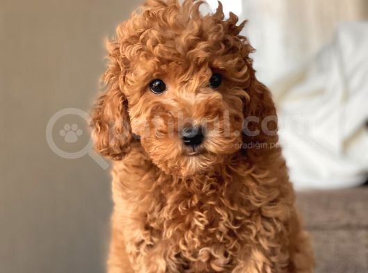 Red Toy Poodle Bebekler görsel