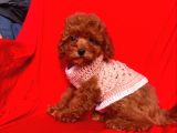 Safkan Toy Poodle Yavrularımız