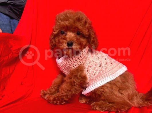 Safkan Toy Poodle Yavrularımız