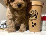 Sahibinden Maltipoo Yavrular