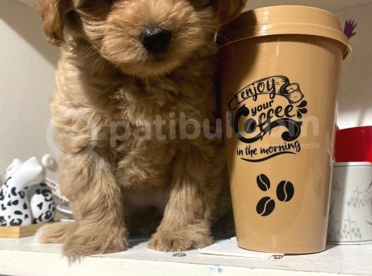 Sahibinden Maltipoo Yavrular görsel