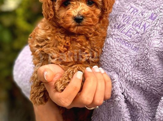 Red Brown Toy Poodle Bebeklerimiz