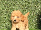 Apricot Sevimli Toy Poodle Bebeklerimiz