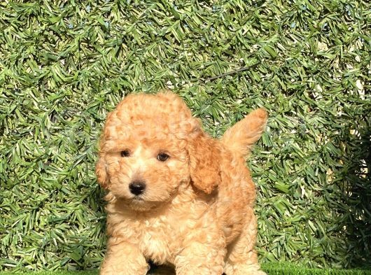 Apricot Sevimli Toy Poodle Bebeklerimiz görsel