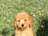 Apricot Sevimli Toy Poodle Bebeklerimiz