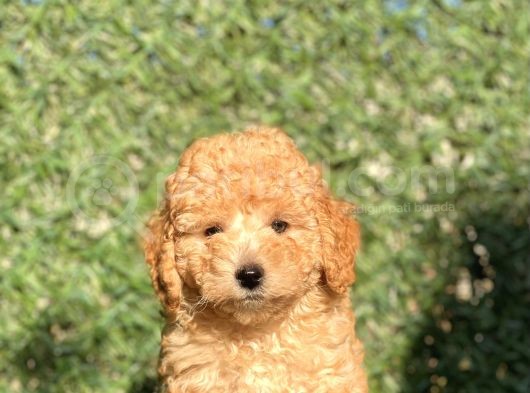 Apricot Sevimli Toy Poodle Bebeklerimiz görsel