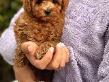 Red Brown Toy Poodle Bebeklerimiz