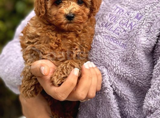 Red Brown Toy Poodle Bebeklerimiz görsel