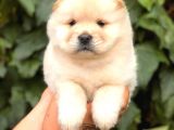 Baby Face Chow Chow Bebeğimiz