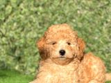 Apricot Sevimli Toy Poodle Bebeklerimiz