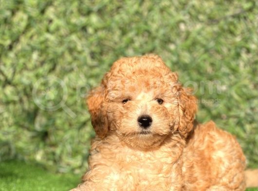 Apricot Sevimli Toy Poodle Bebeklerimiz görsel