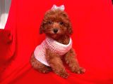 Safkan Toy Poodle Yavrularımız