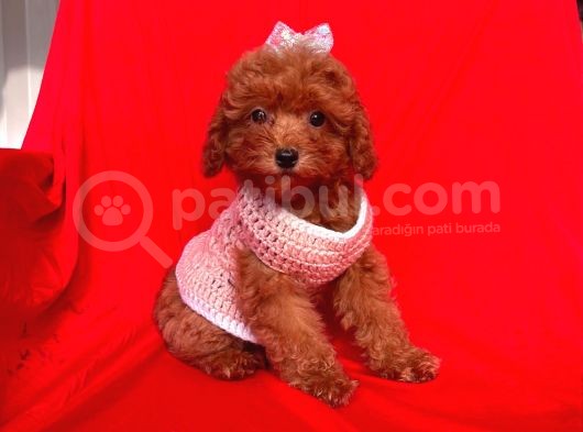 Safkan Toy Poodle Yavrularımız görsel