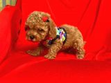 Safkan Toy Poodle Yavrularımız