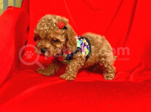 Safkan Toy Poodle Yavrularımız görsel