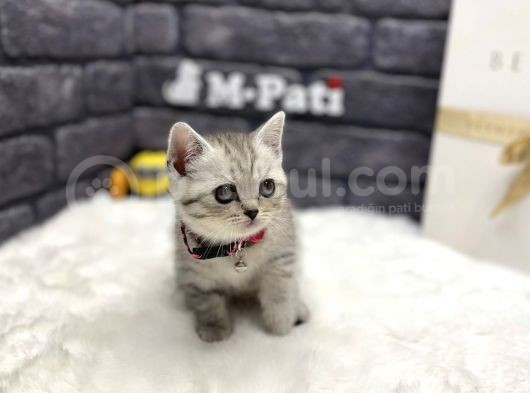 %100 İngi̇li̇z Asilli Bri̇ti̇sh Shorthai̇r görsel