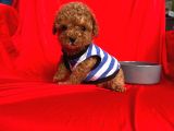 Safkan Toy Poodle Yavrularımız