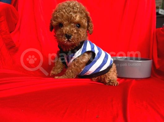 Safkan Toy Poodle Yavrularımız görsel