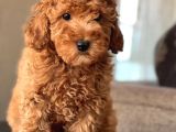 Red Toy Poodle Bebekler