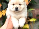 Baby Face Chow Chow Bebeğimiz