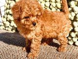 Birbirinden Güzel Toy Poodle